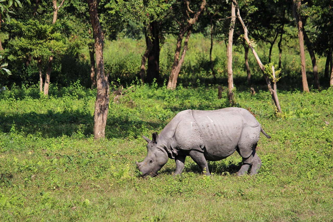 Kaziranga National Park
